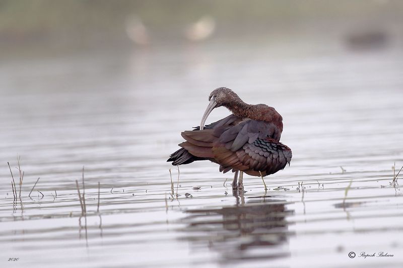glossy ibis